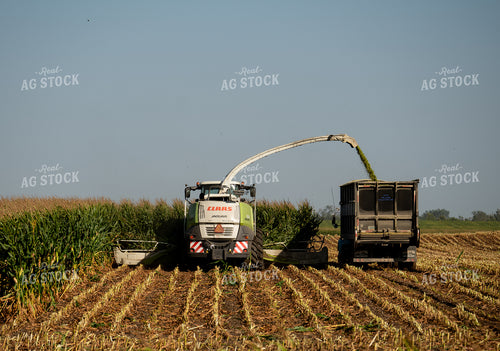 Silage Harvest 185184