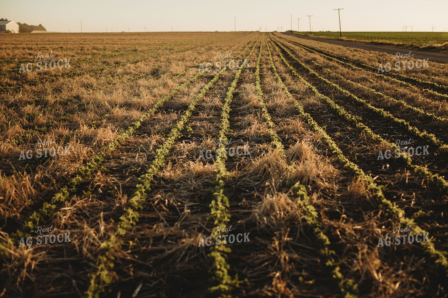 V3 Soybeans in Rye Cover Crop 5874