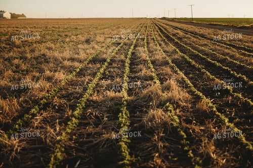 V3 Soybeans in Rye Cover Crop 5874