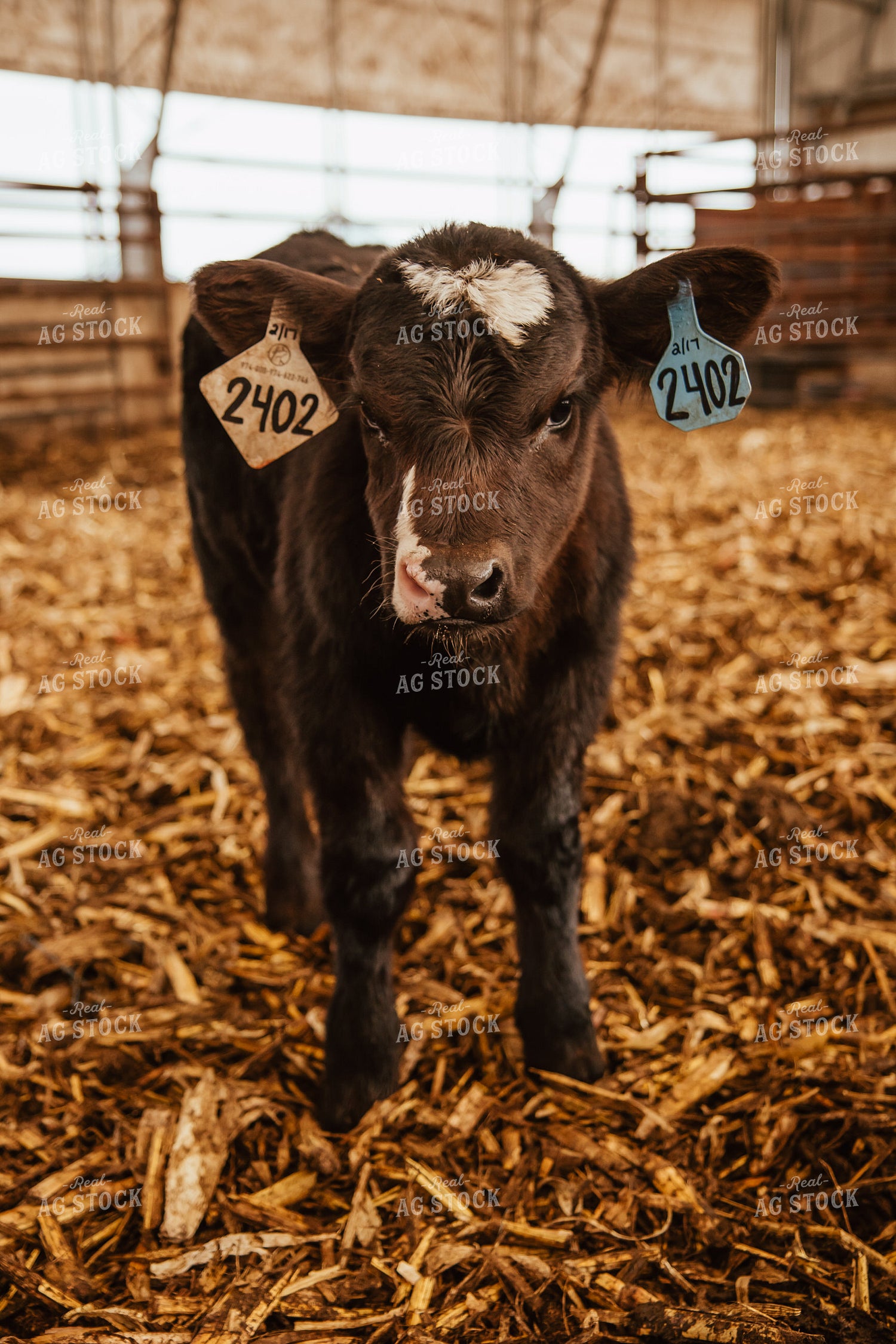 Calves 67654