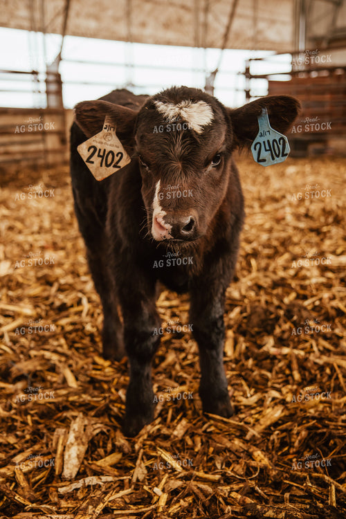Calves 67654