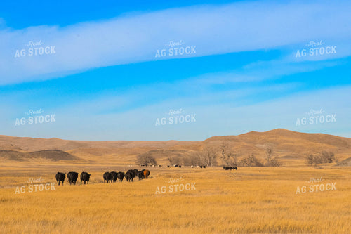 Cattle on Pasture 299125