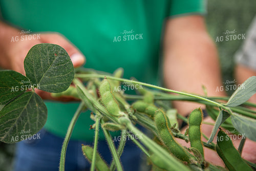 Farmer Checking Soybeans 270310