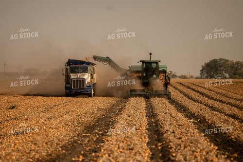 Onion Harvest 185175