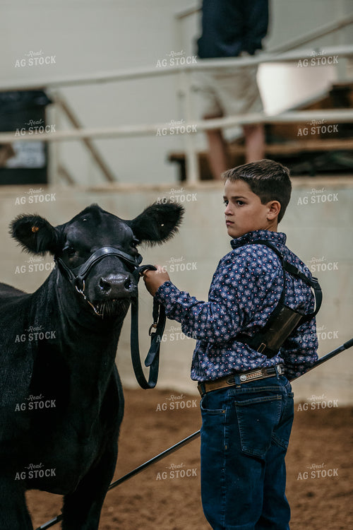 Farm Kid Showing Cow 98034