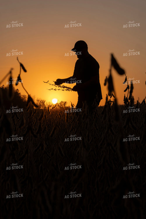 Farmer Checking Dried Soybeans in Sunset 250043