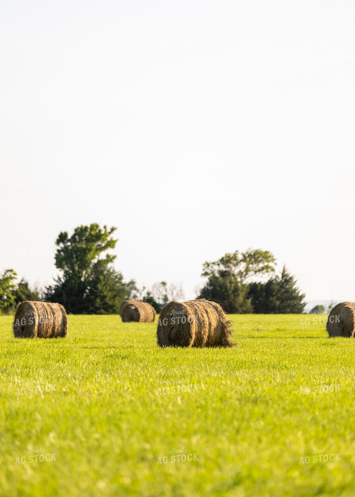 Hay Bales in Field 264057