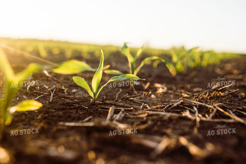 Early Growth Corn 2974