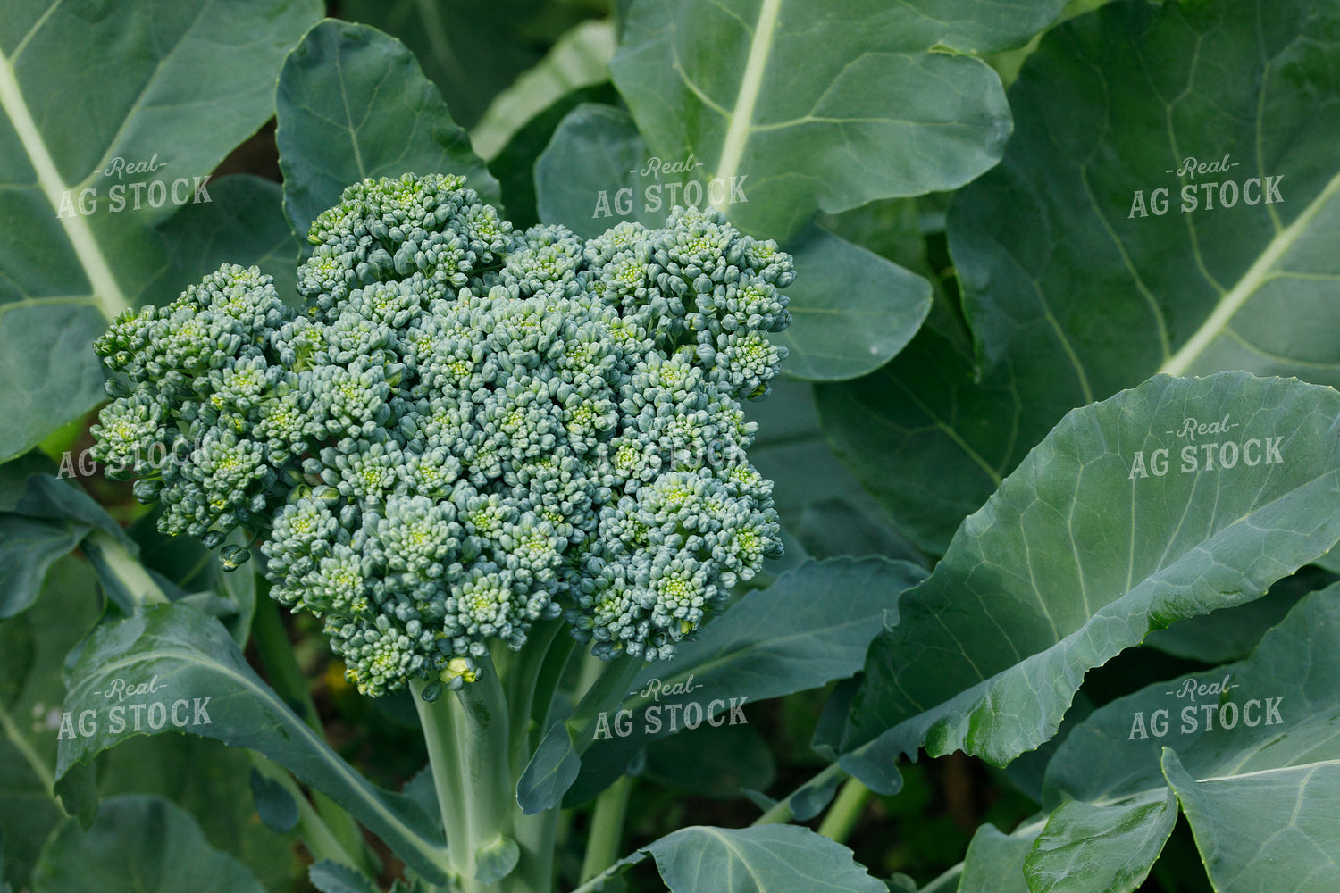 Broccoli 145105