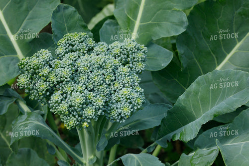 Broccoli 145105