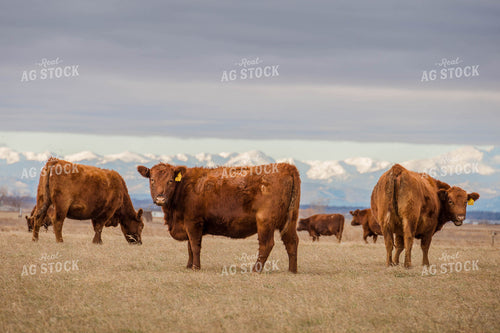 Angus Cows in Pasture 97104
