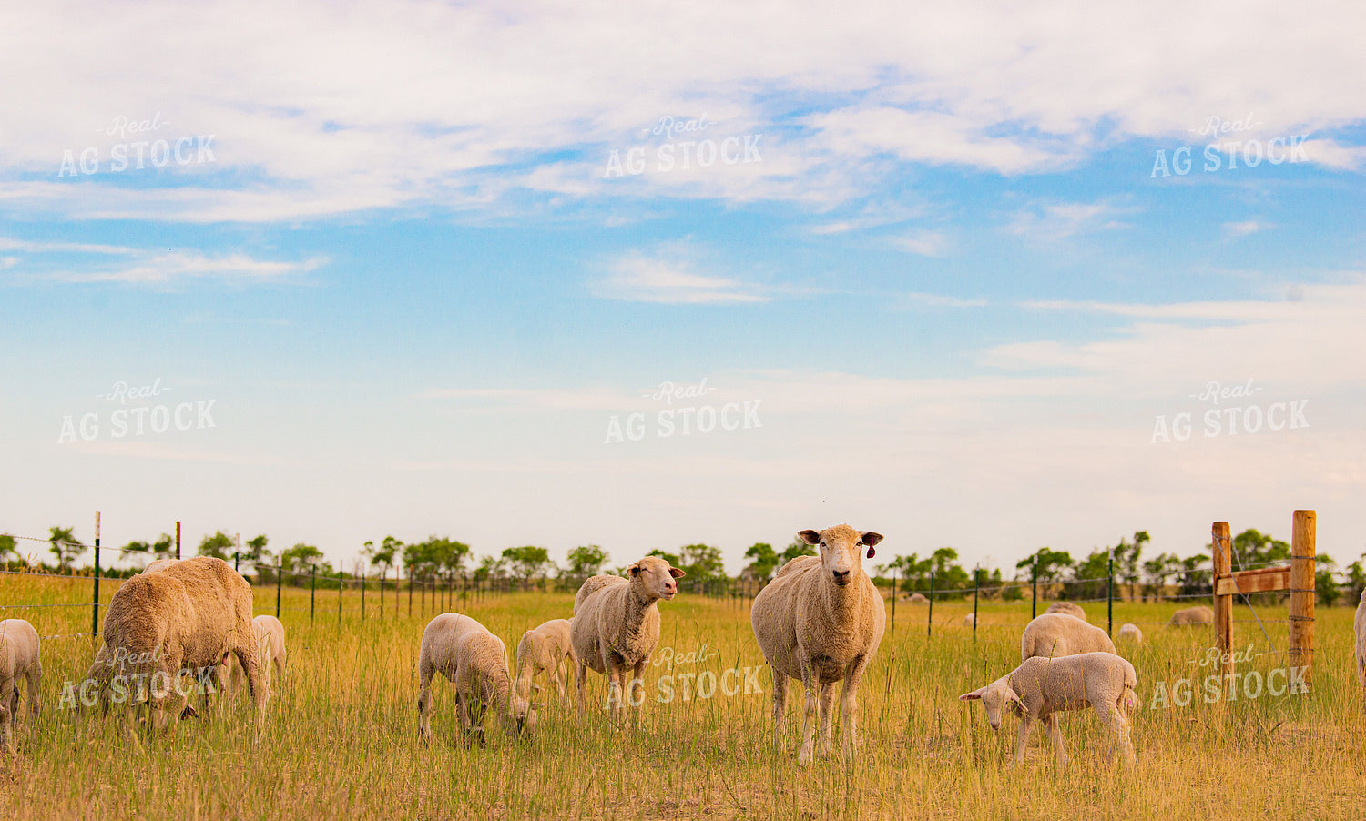 Sheep with Lambs 299160