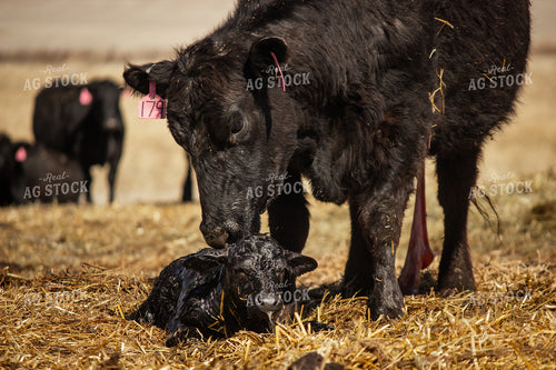 Cow Calf Pair 155036