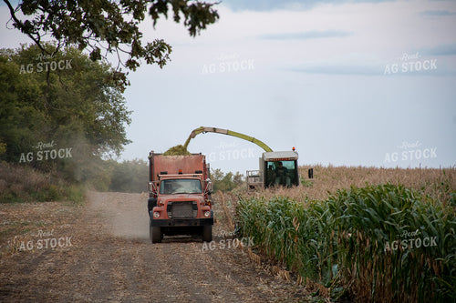 Silage Harvest 50261