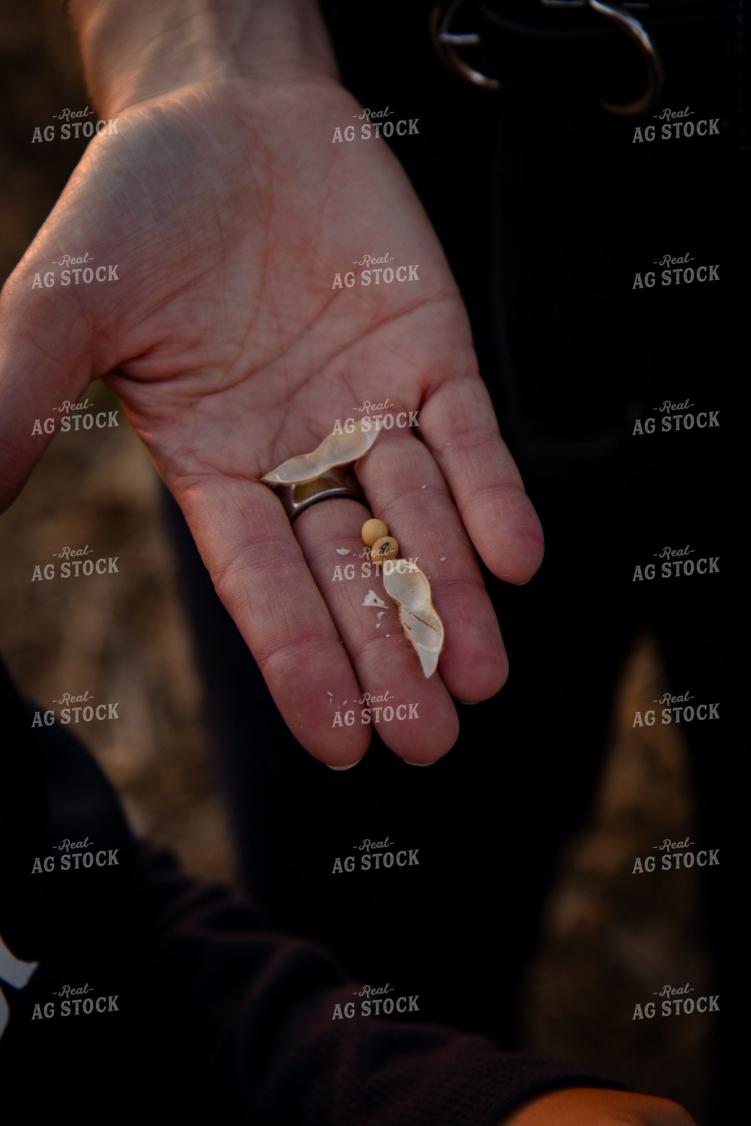Checking Soybean Moisture 268092