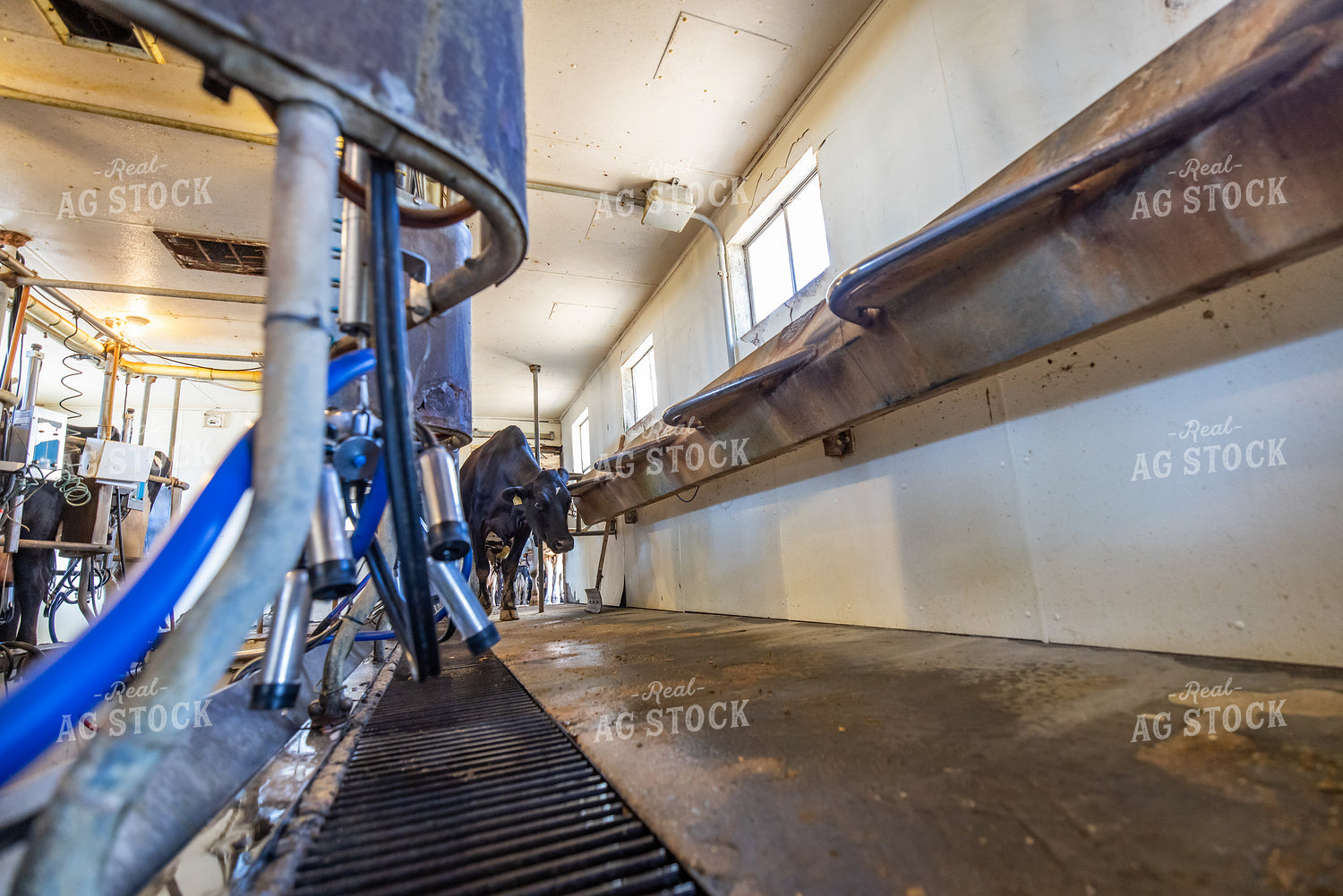 Milking Parlor 270126