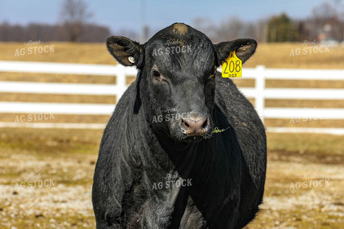 Cattle on Pasture 160056