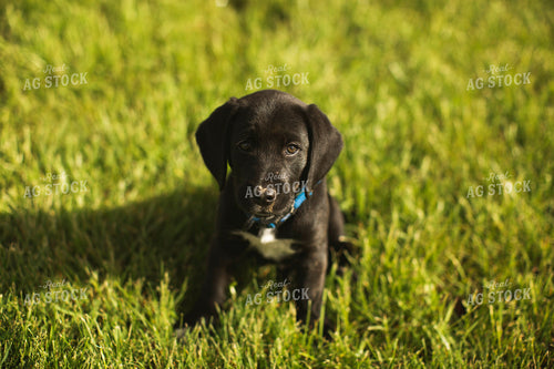Black Puppy in Grass 5533