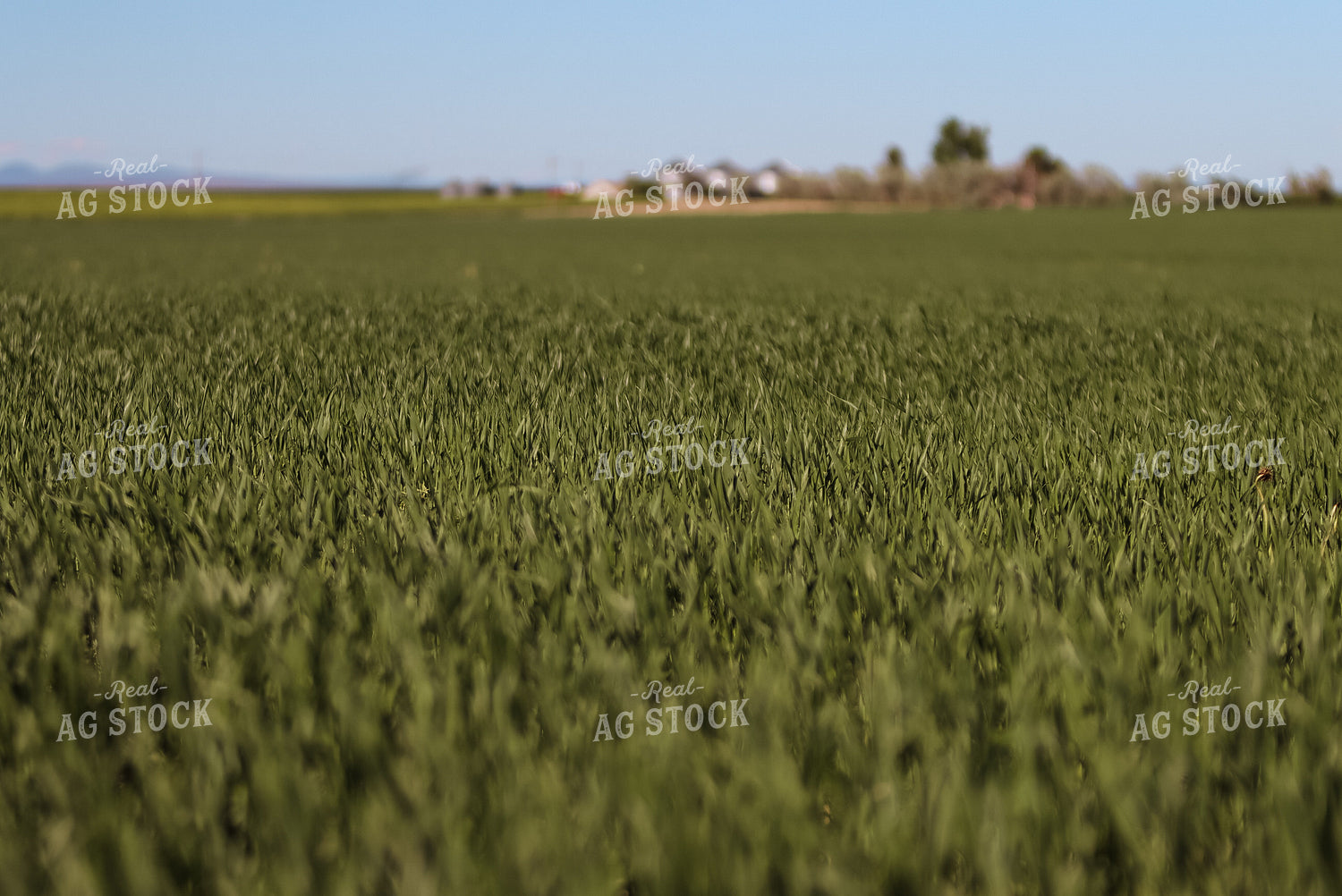 Hay Field 83008