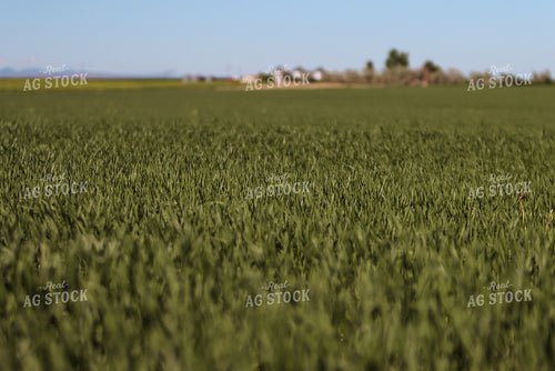 Hay Field 83008
