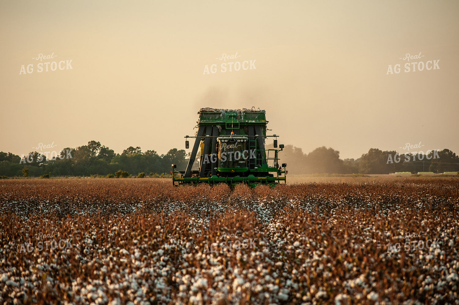 Cotton Harvest 59072