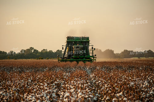 Cotton Harvest 59072