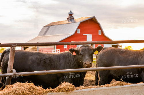 Cattle by Barn 299041