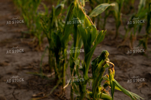 Hail and Wind Damaged Corn 67515