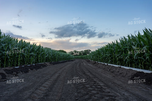 Gated Irrigation in Corn Field 65884