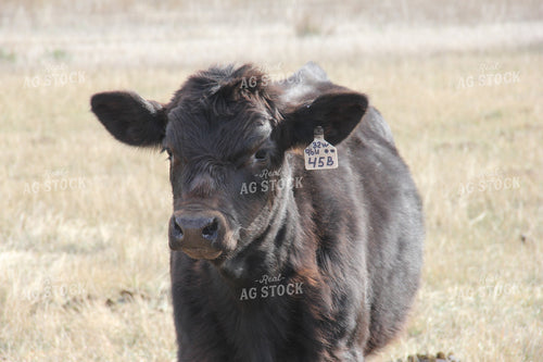 Black Angus Calf 95003