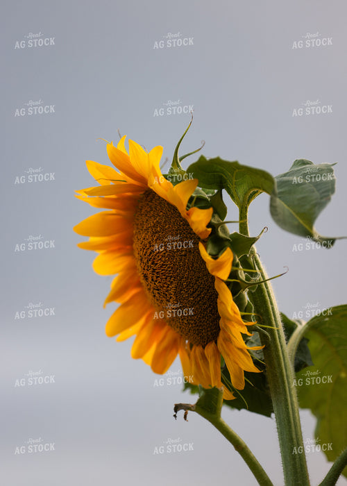 Sunflowers 160196