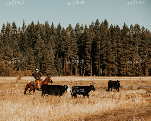 Rancher on Horseback Moving Cattle 66030
