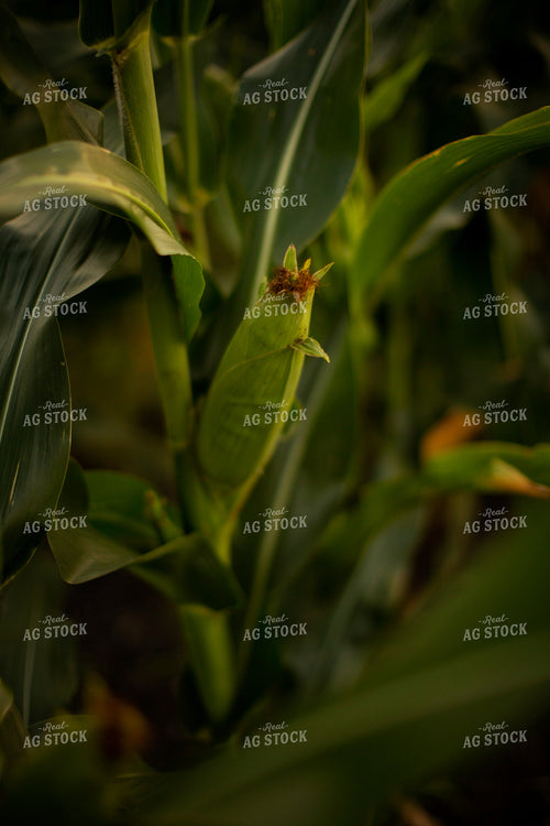 Corn - Mid-Season 2305
