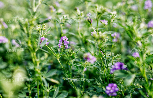 Alfalfa Field 141582