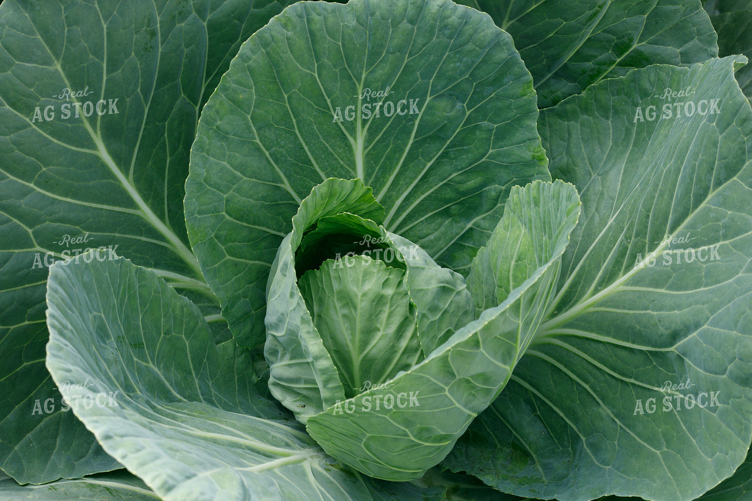 Cabbage 145104