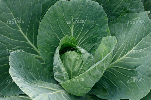 Cabbage 145104