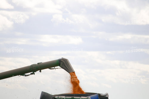 Unloading Corn into Grain Cart 82318