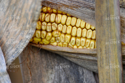 Dried Corn 103067