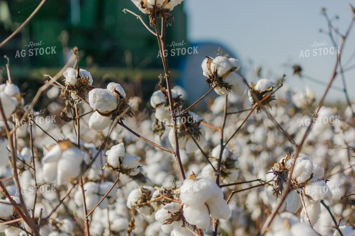 Cotton Harvest 291078