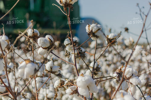 Cotton Harvest 291078