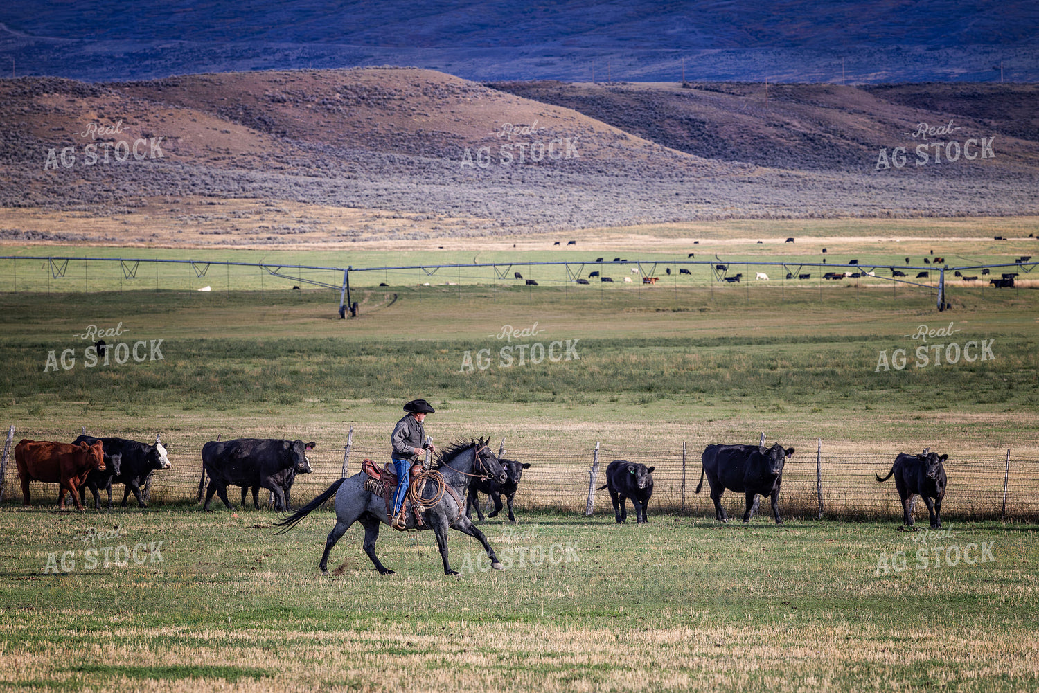 Cowboy Herding Cattle 290000