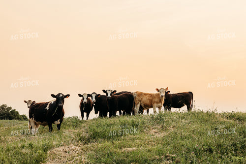Cattle on Pasture 281001
