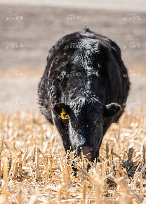 Cattle on Cornstalks 193044