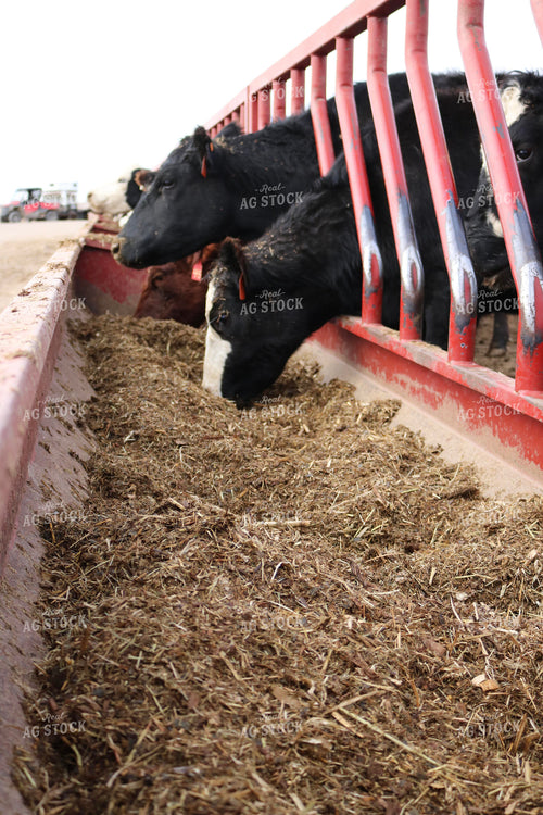 Angus Cattle in Pen 82174