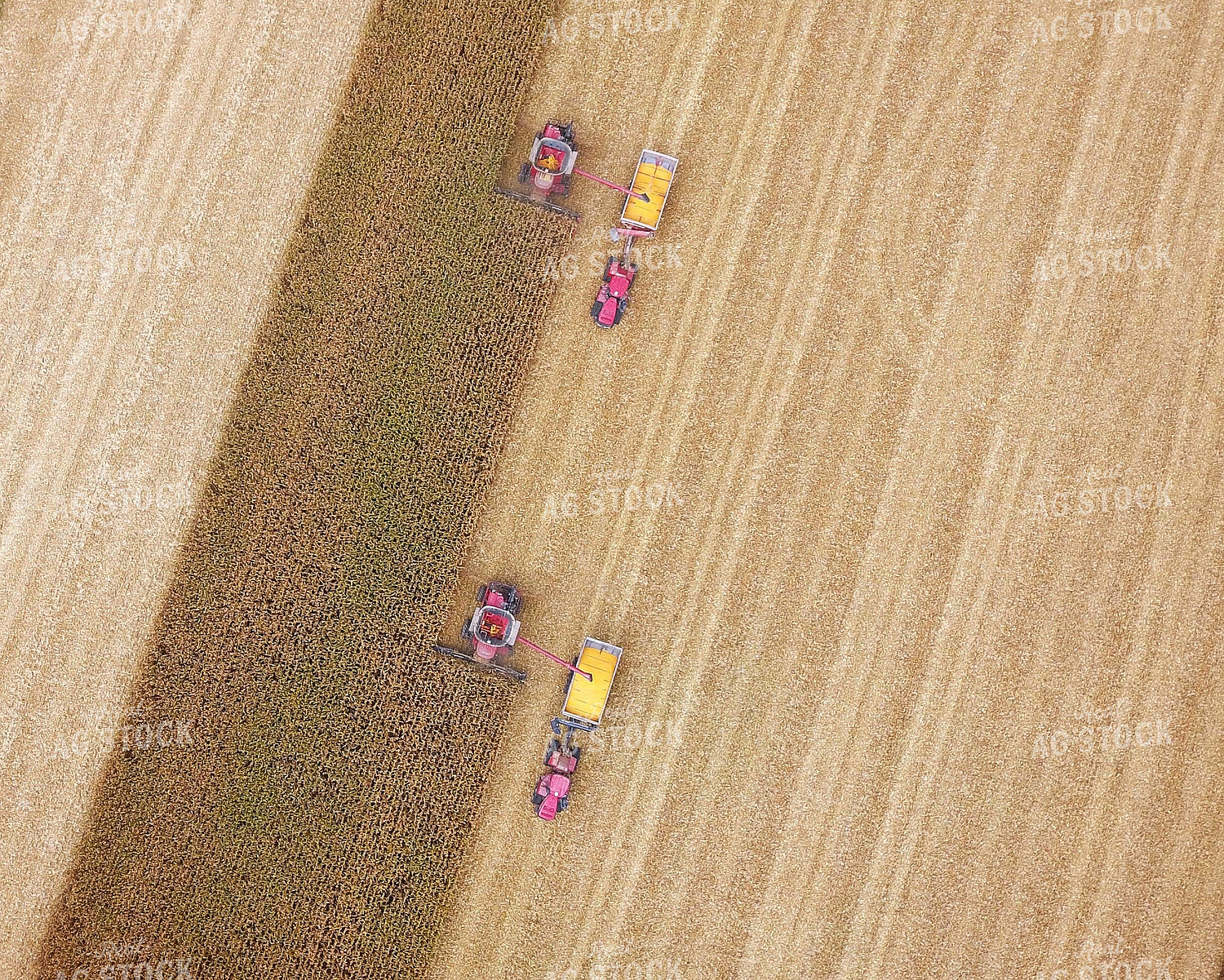 Corn Harvest 100015