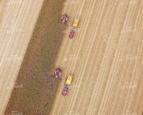 Corn Harvest 100015