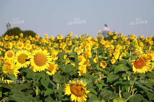 Sunflowers with American Flag 60029