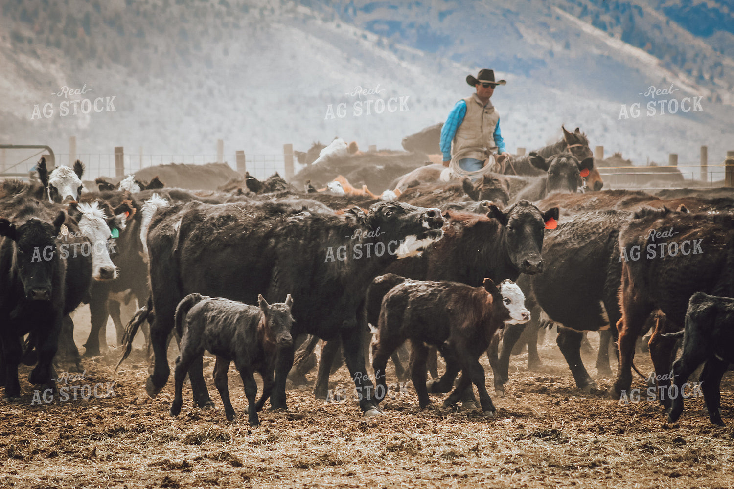 Rancher Moving Cattle on Horseback 78189