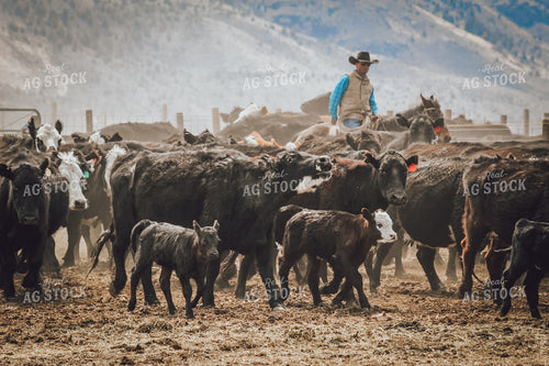 Rancher Moving Cattle on Horseback 78189