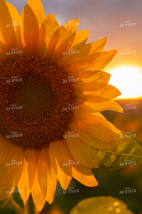 Sunflowers 2058